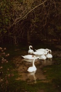Cérémonie de mariage photographiée en Normandie (terroir normand) par Noémie Nirat